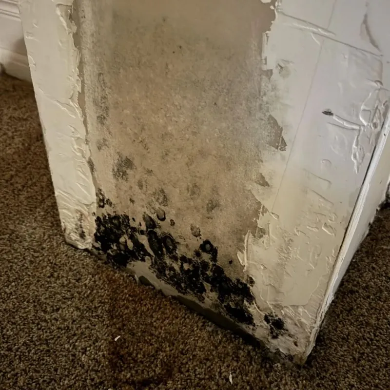 Professional Mold Removal in Comanche County, KS